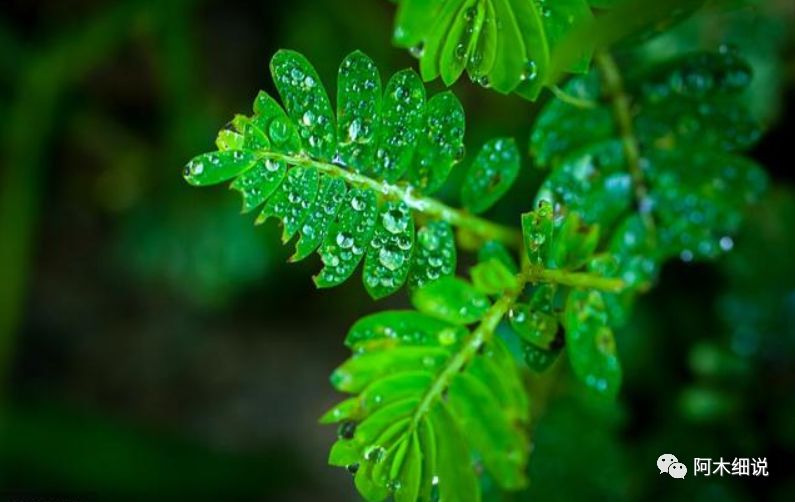 算命的说：喜鹊喳喳叫，三月喜成双，彩票100％中大奖，桃花喜事躲不掉，运势红透半边天