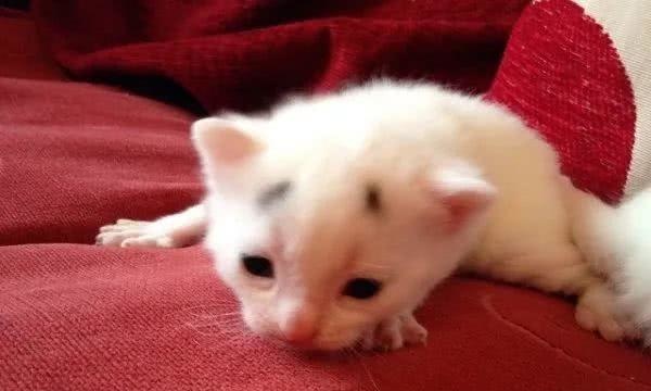 猫奴发现幼猫头上有脏污却擦不掉，原来天生自带八字眉