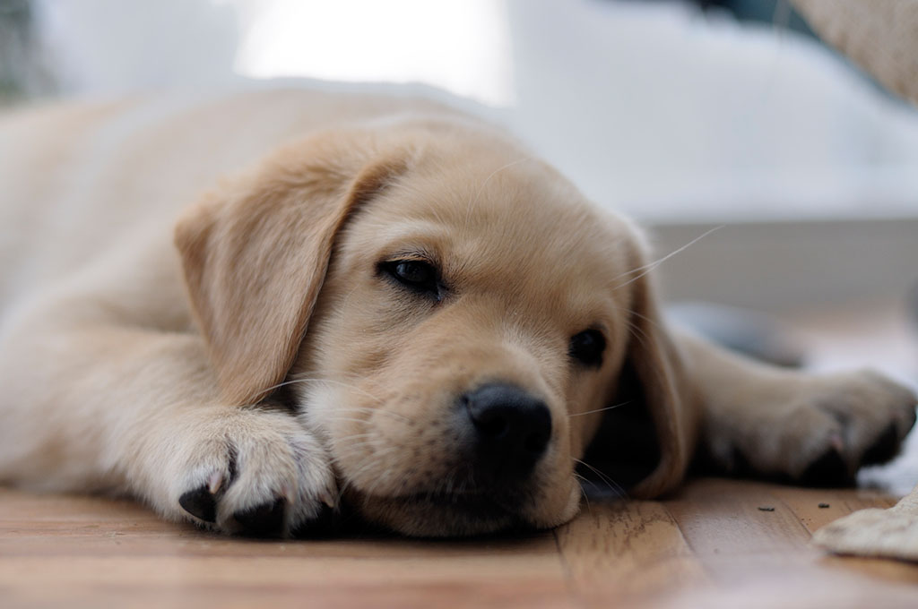 拉布拉多犬的介绍和训练的方法