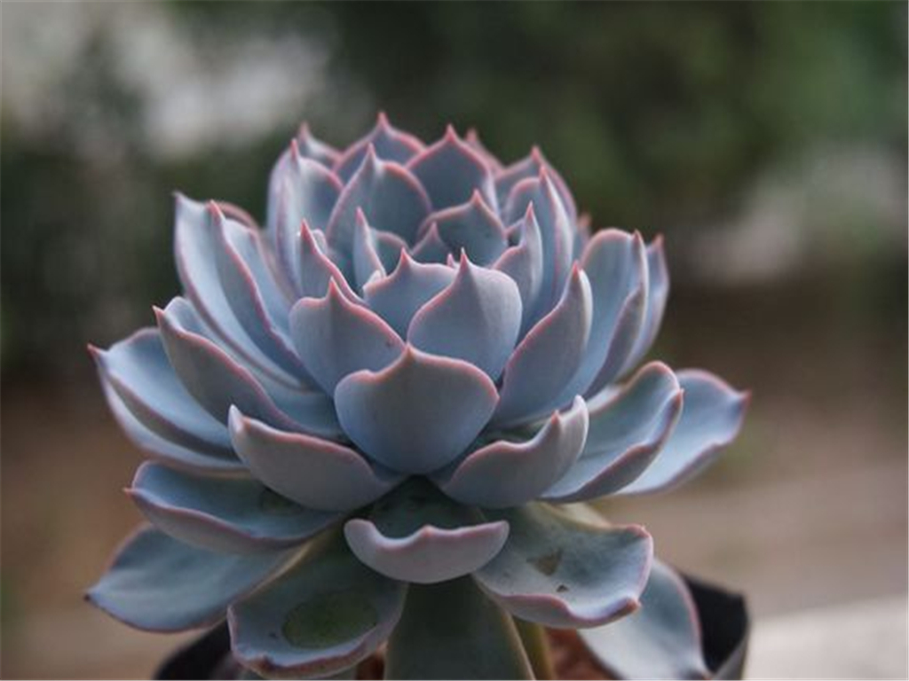 多肉植物的养殖方法:皮氏石莲篇