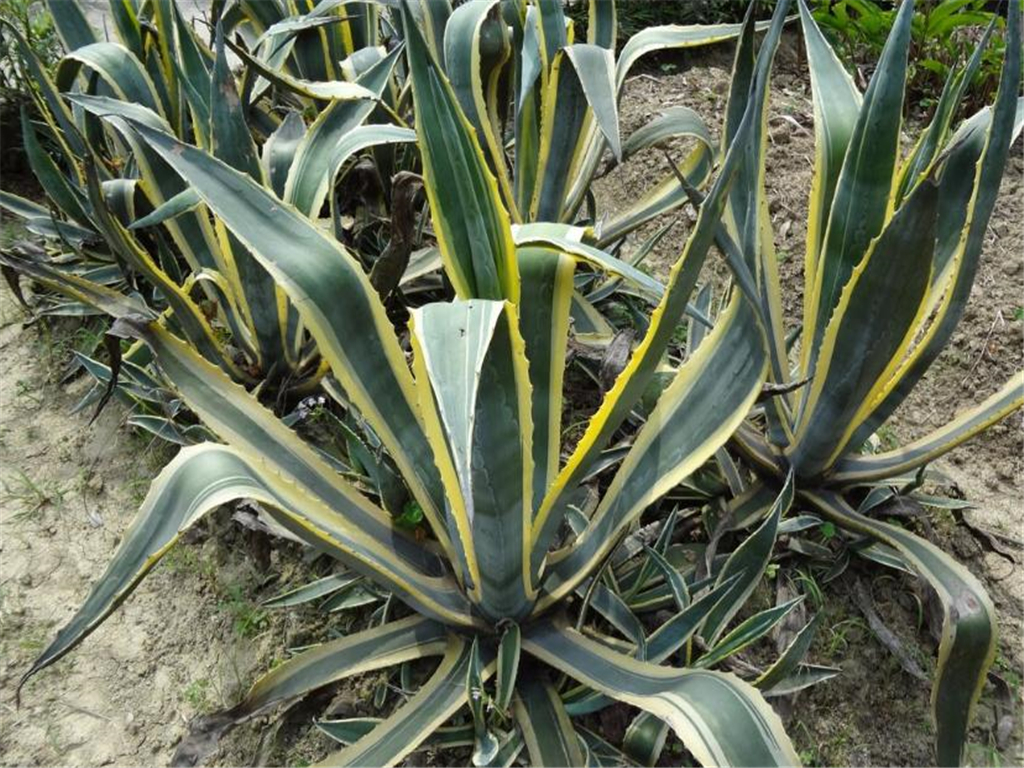 多肉植物的养殖方法:金边龙舌兰篇