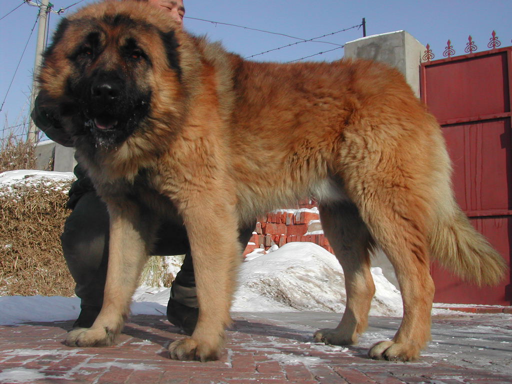 高加索犬多少钱