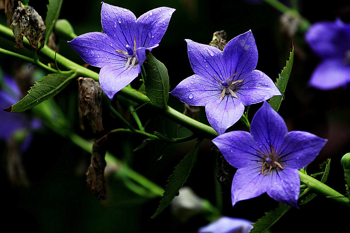 桔梗的功效与作用