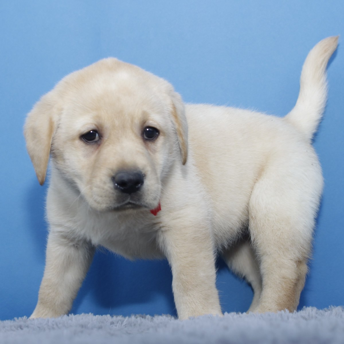 纯种拉布拉多犬辨别方法