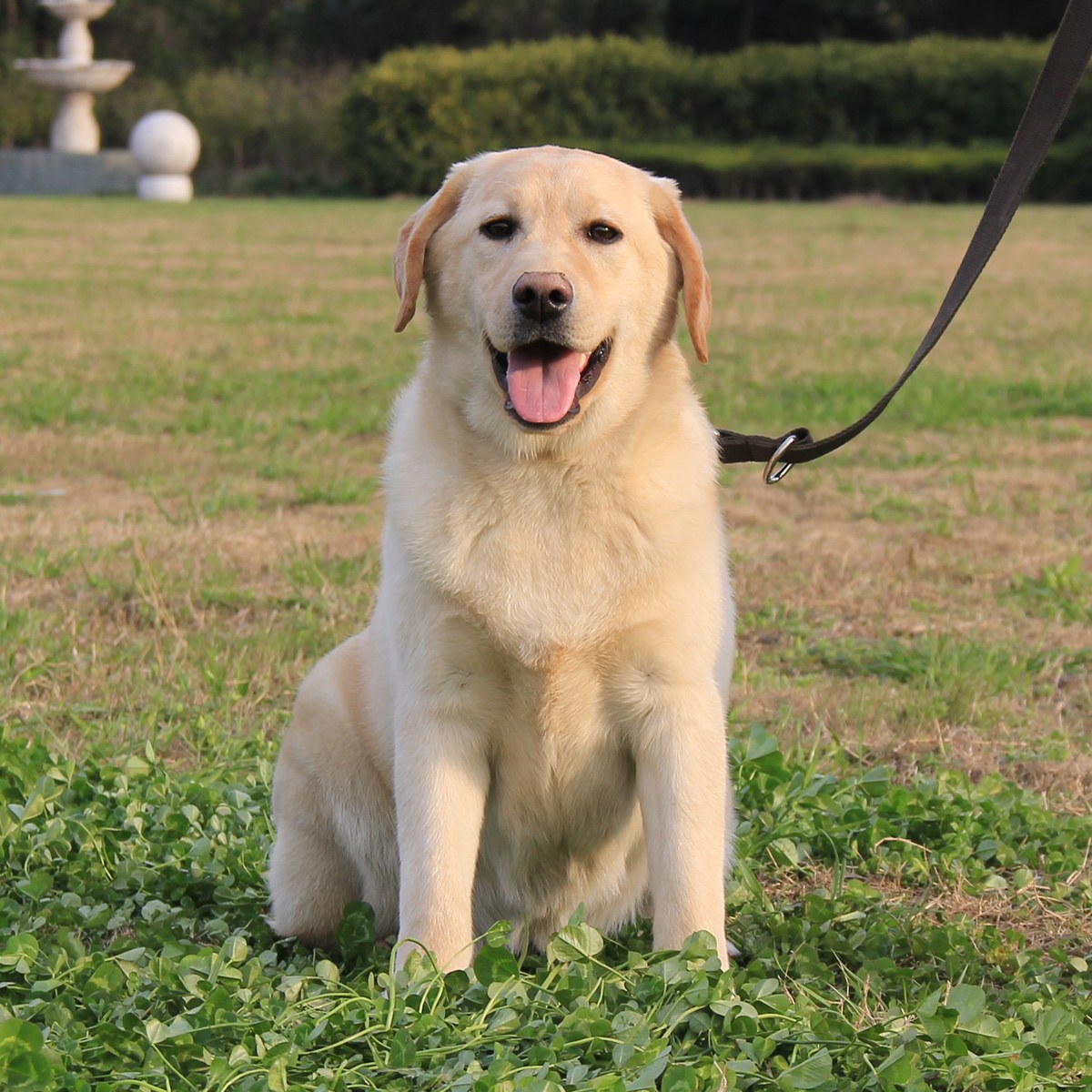 拉布拉多犬的外形图片