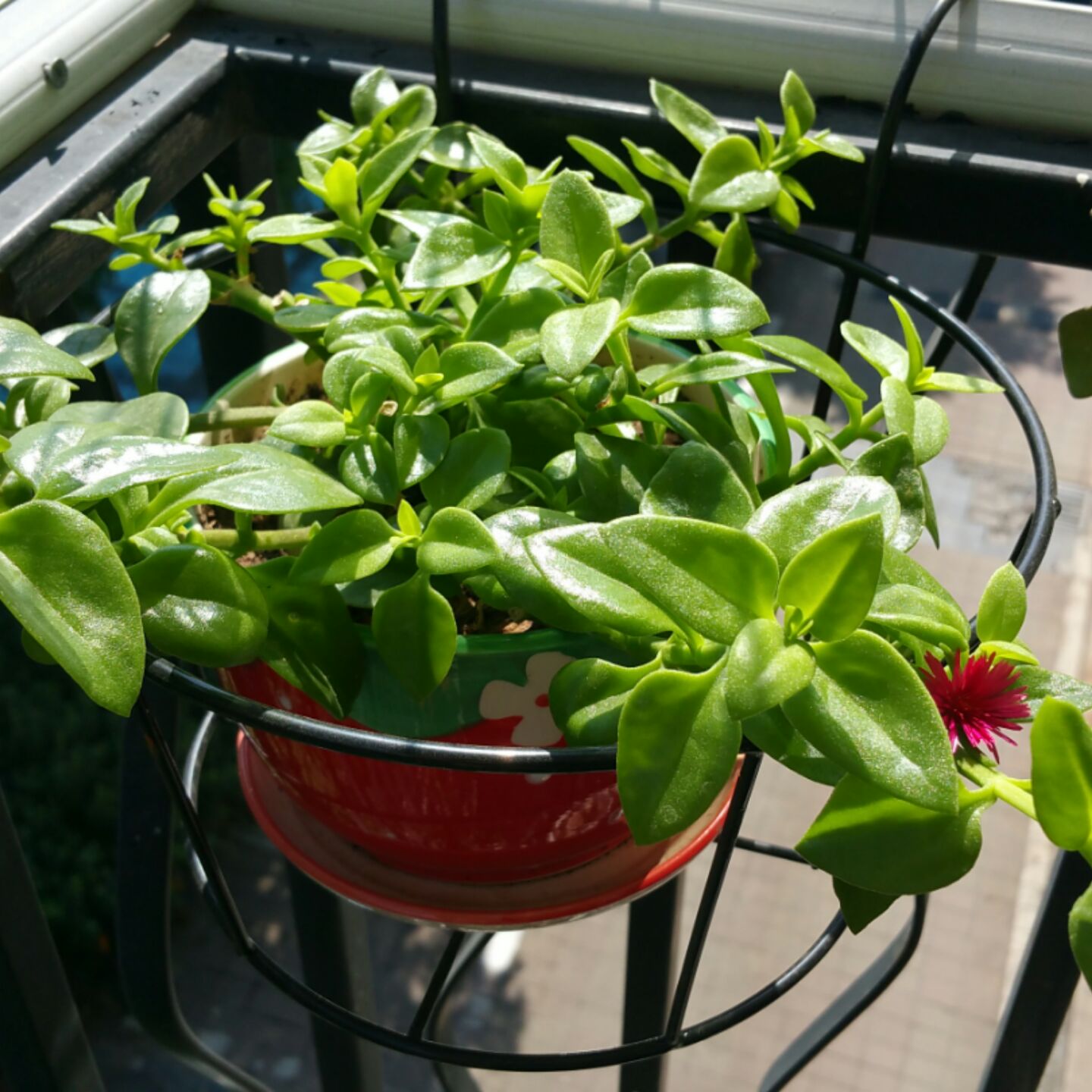 吊竹梅,吊竹兰,吊竹草的养殖方法及注意事项