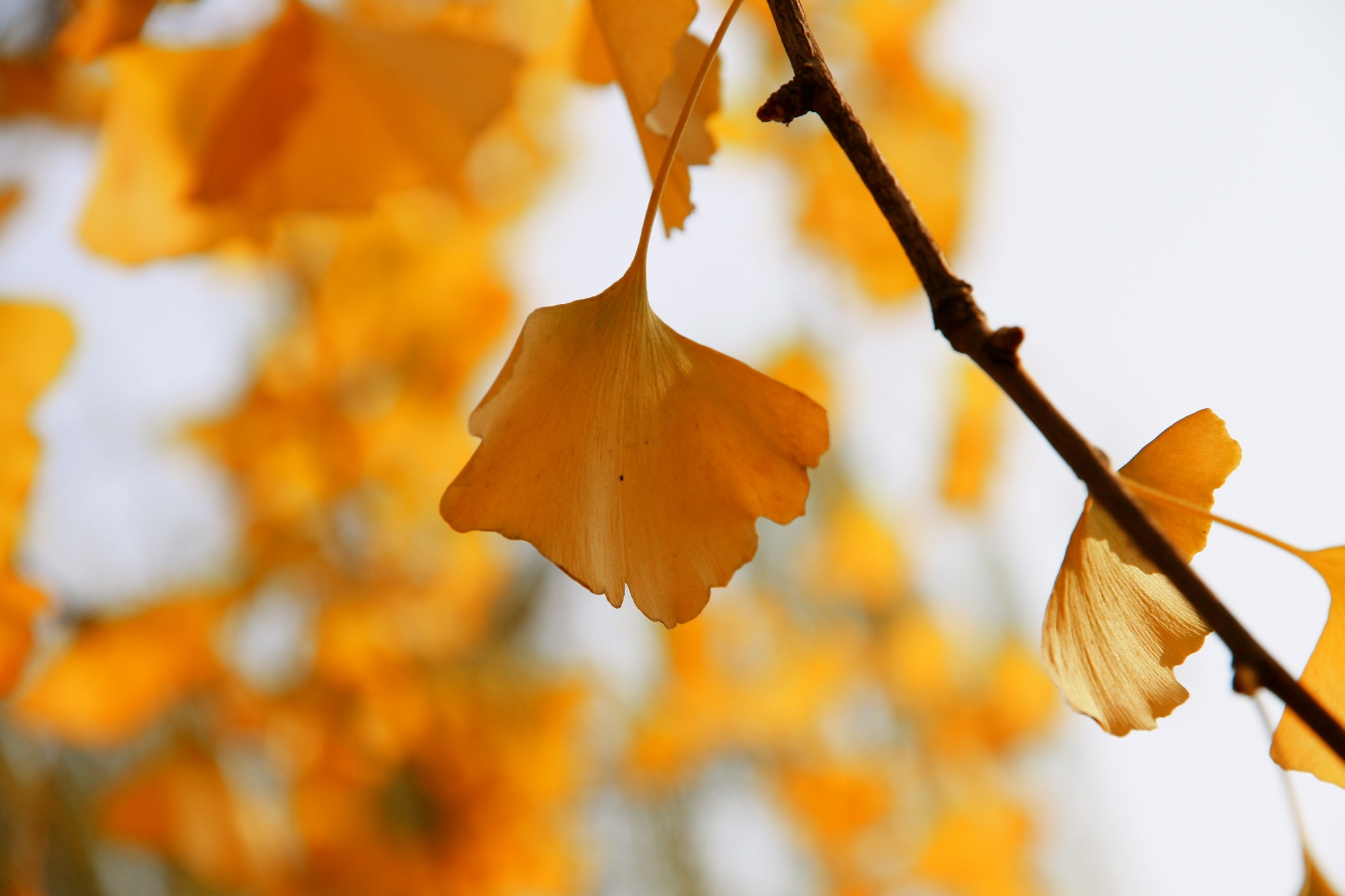 银杏叶的功效和作用