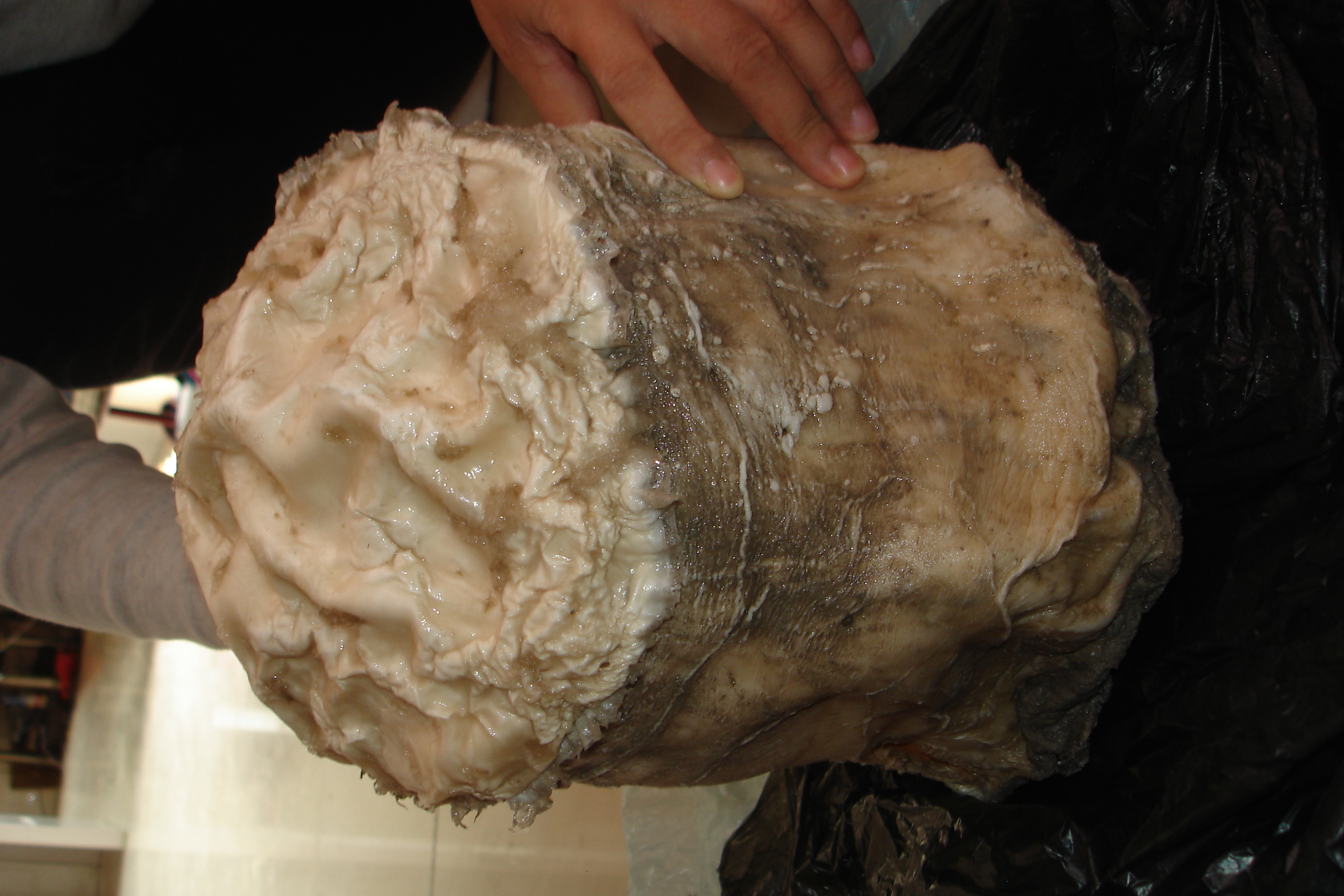 野生太岁肉灵芝是怎么形成的