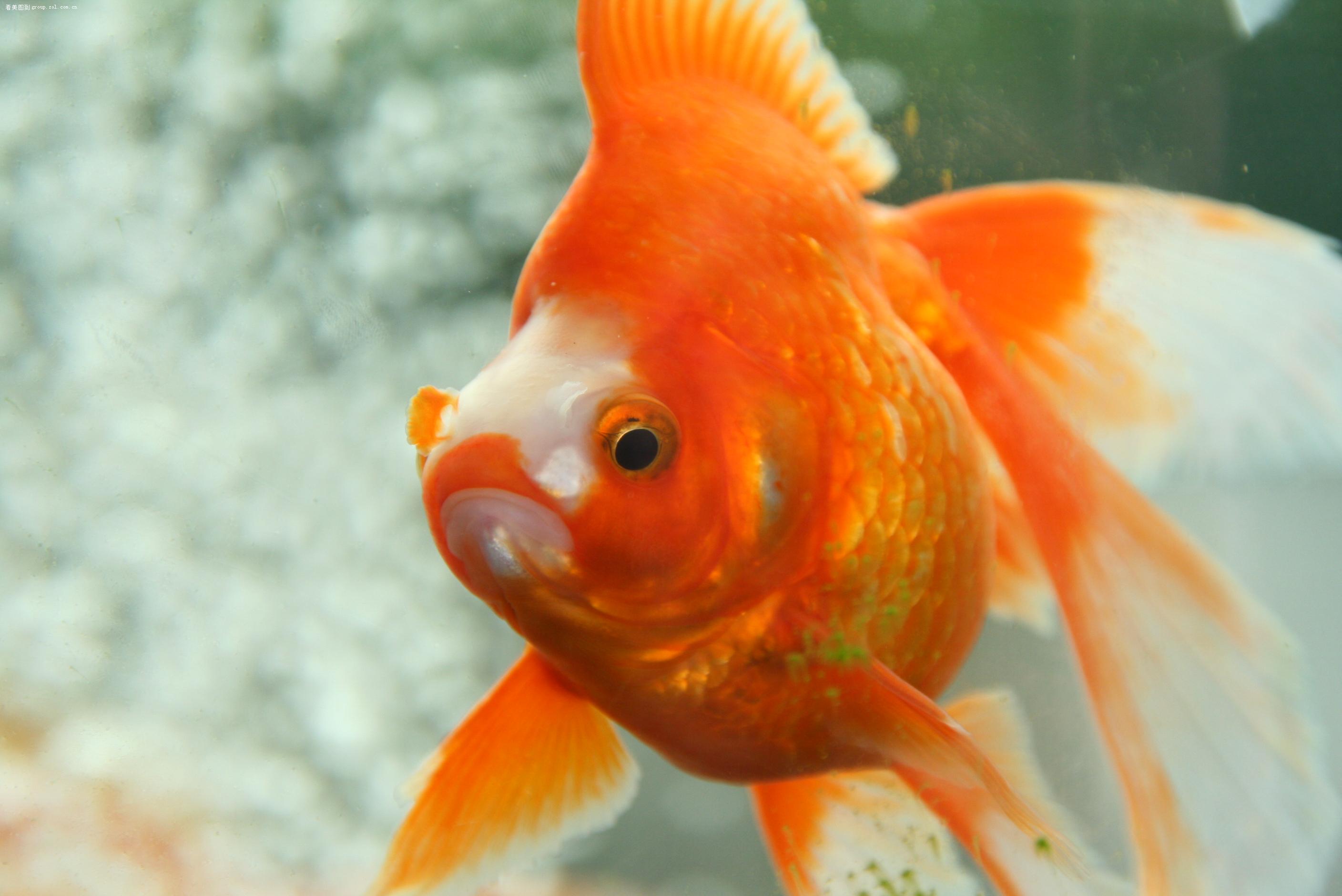 金鱼如何才能养活