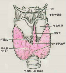 什么是甲状腺
