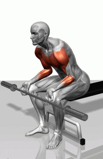 腹部肌群30仰卧平板杠铃肱三弯举目标肌群:肱三头肌好了,以上就是大致