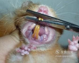 仓鼠牙齿太长怎么办?仓鼠磨牙用什么