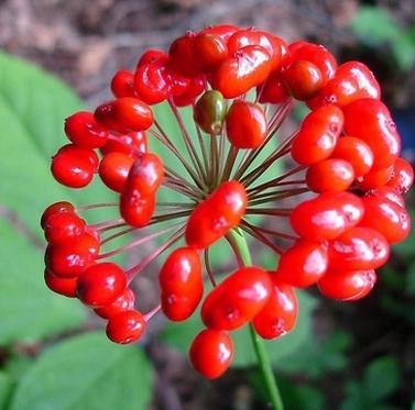 人参花的功效与作用