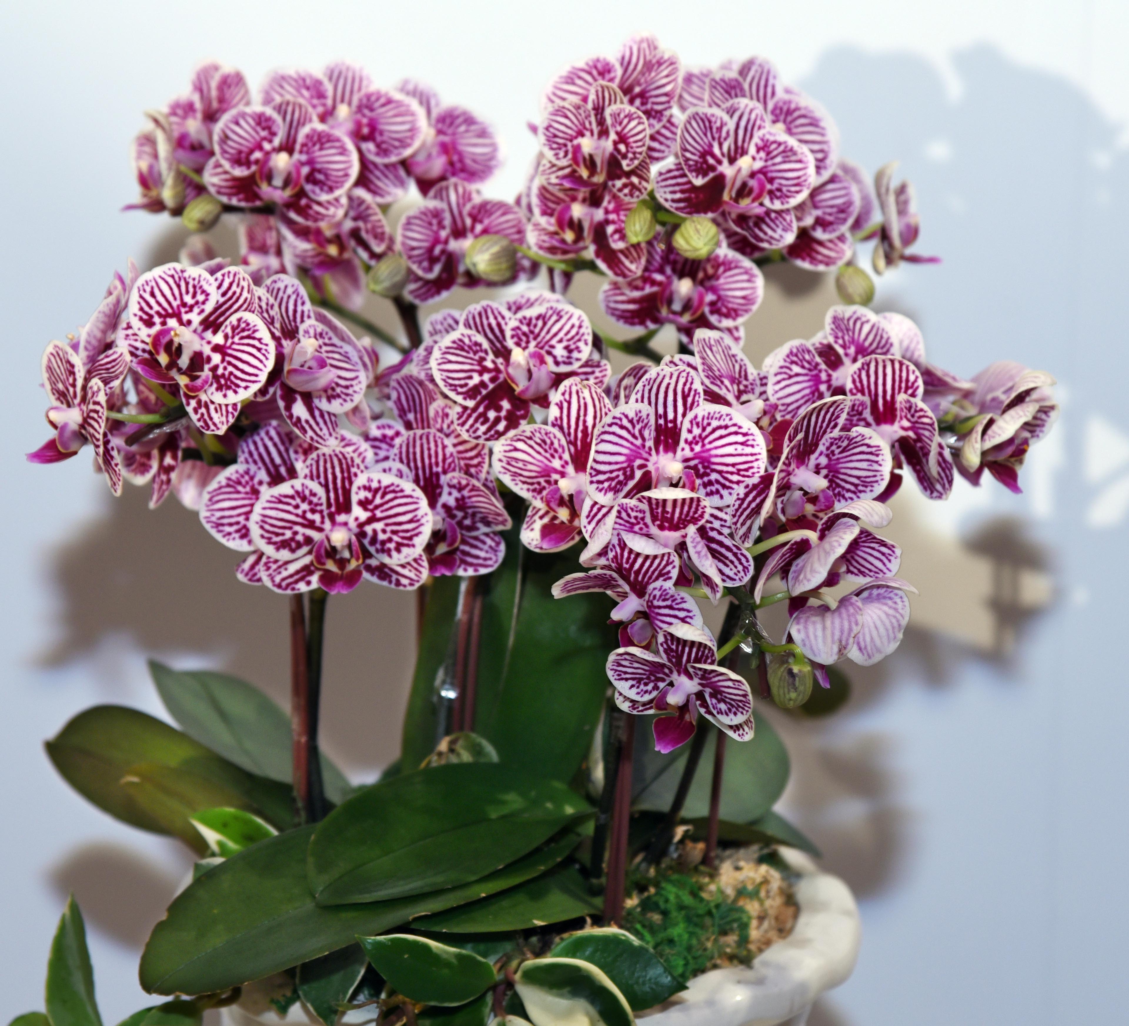 蝴蝶兰的养殖方法