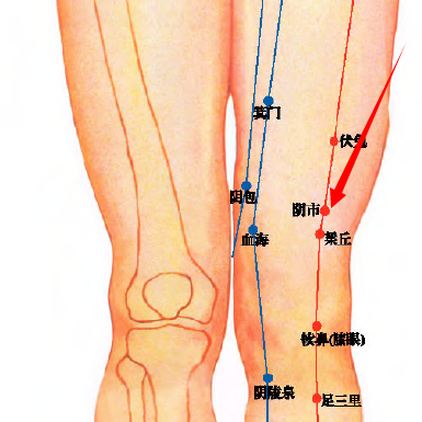 01阴市穴属于足阳明胃经穴位图,阴市穴位于人体大腿前面,当髂前上棘与
