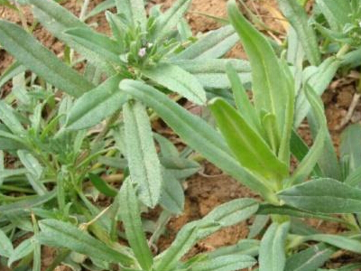 王不留行的功效与作用