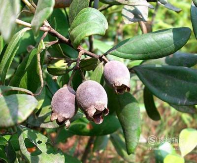 01山念子具有通经活络,滋阴补肾的作用,可以用山念子泡水喝,或者用山