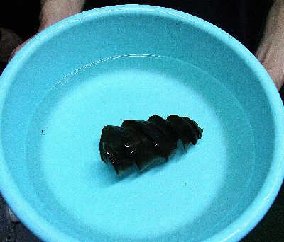 虎鲨的卵是一个硬硬的螺旋状物体,至于为什么它这么奇怪,非要究其原因