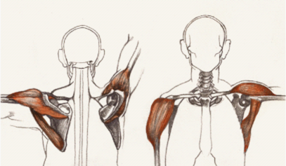 素描半身像躯干解剖