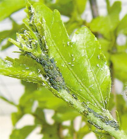 茉莉花如何养殖最全攻略