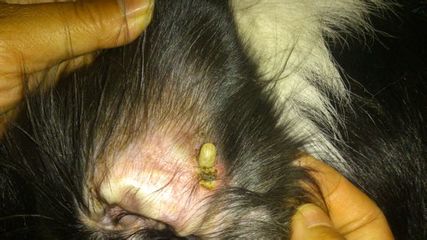 搬家后狗狗身上有很多蜱虫怎么清除