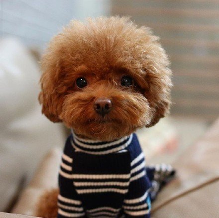 怎样分辨泰迪纯不纯