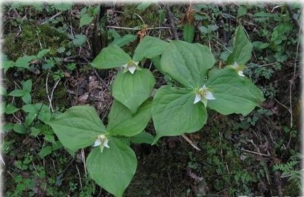又叫四眼果,酸枣树,货郎果,连麻树,山枣树,鼻涕果.