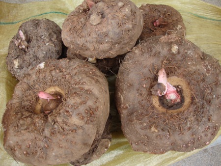 魔芋有哪些功效与作用