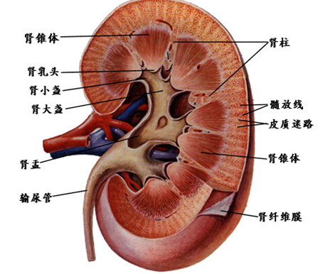 羊胎盘的功效与作用