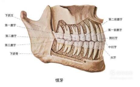牙齿的结构(图解)