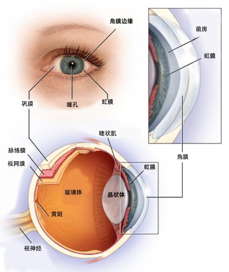 光线通过眼睛中的晶状体以及透明的,像果冻一样的玻璃体进入眼睛,到达