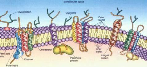 细胞膜的结构与功能