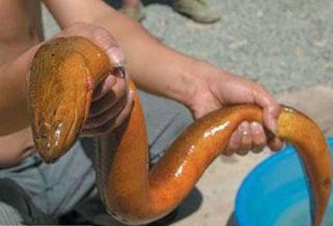 黄鳝的功效与作用