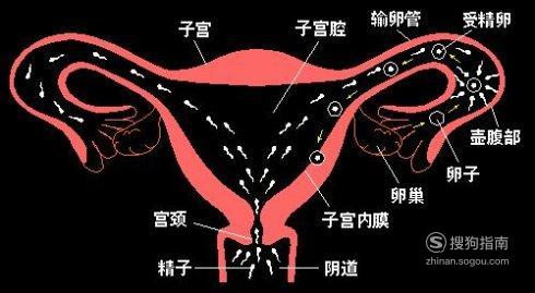 子宫直肠窝图片位置图片