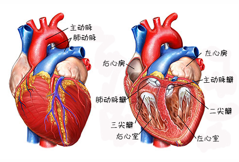 更多知识请点击:心脏有4个腔室,上面的两个被称为心房,下面的两个被称