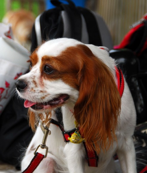查理王犬怎样美容