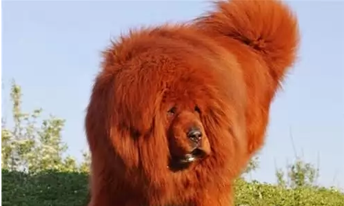 4000万藏獒红利:3000万黑狼:3000万中原:2000万獒王:390万江源霸主