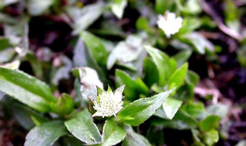 女贞子与旱莲草功效