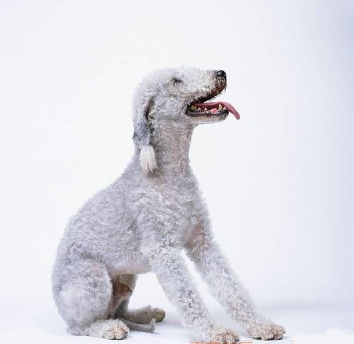 贝灵顿梗怎样美容