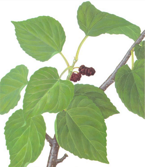 血糖高的糖尿病人吃什么好降糖