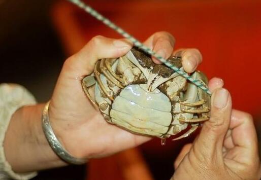 教你徒手绑螃蟹