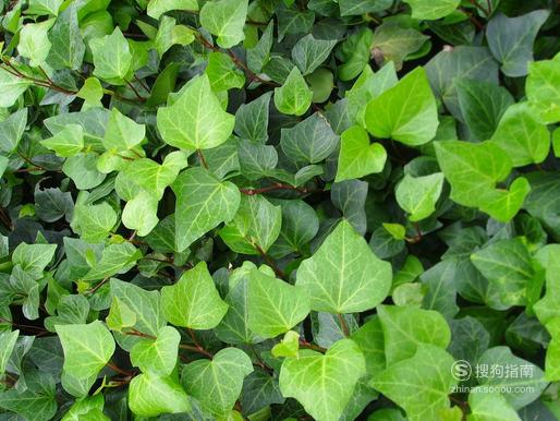 吸烟的朋友来说,能够把吸烟所产生出来的尼古丁成分起到净化的功效