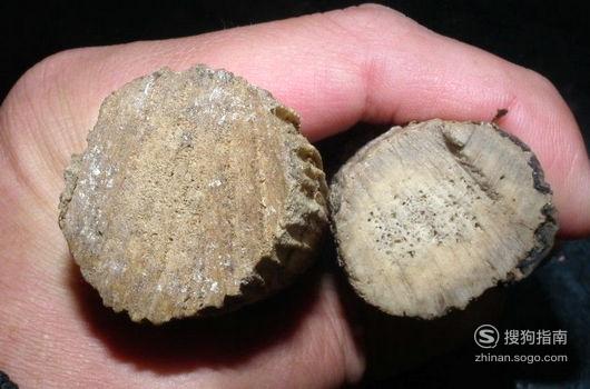 01从外观上进行鉴别:真的羚羊角,多呈现出圆锥形或者近圆锥形的外表