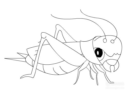 蟋蟀的简笔画步骤涂色图片