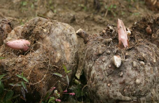 魔芋有哪些功效与作用