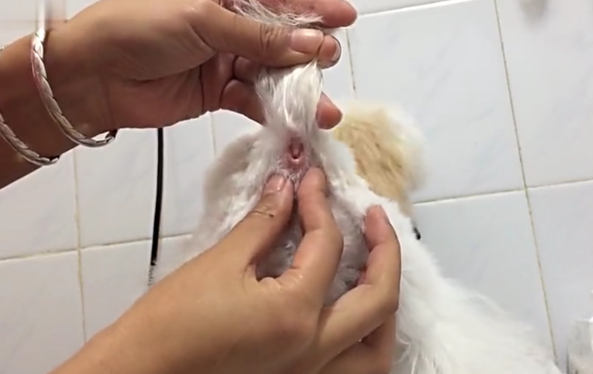 怎样给狗狗挤肛门腺(狗狗肛门一定要挤吗)