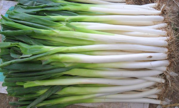 大葱的7种功效与禁忌