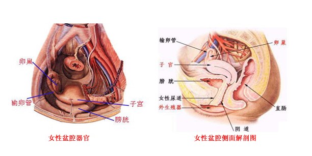 盆腔炎怎么治