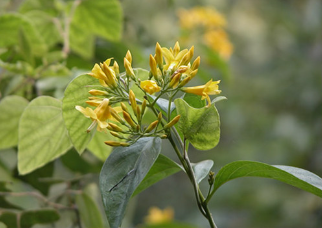 箭毒木,是一种剧毒植物和药用植物,具乳白色树液,树皮呈灰色,春季开花