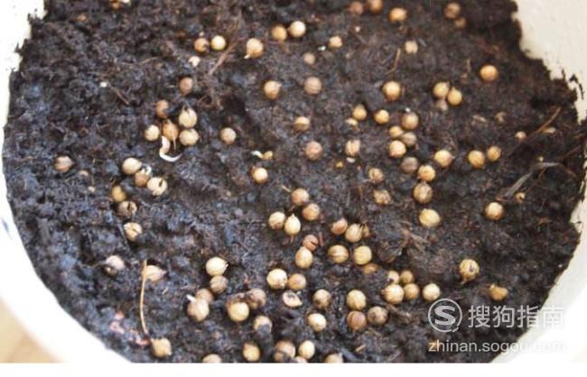 如何才能使樱桃核发芽